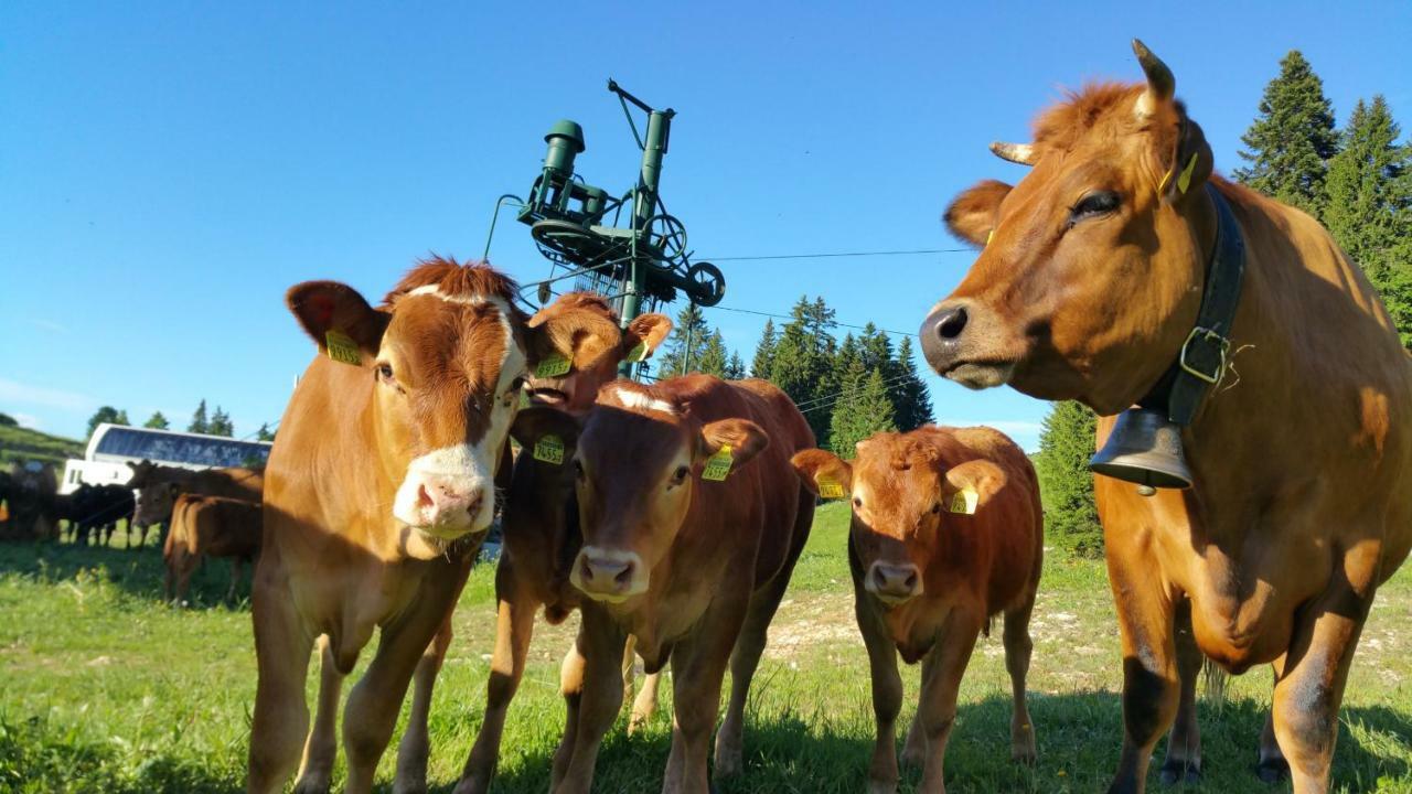 Les Chamois Daire Lajoux Dış mekan fotoğraf